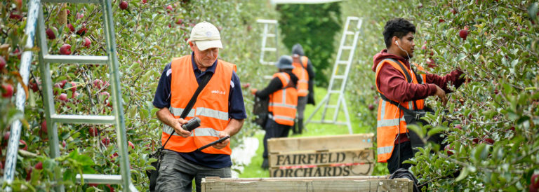 Fairfield Orchards - Orchard work - Apple picking - Riwaka - Motueka - Tasman