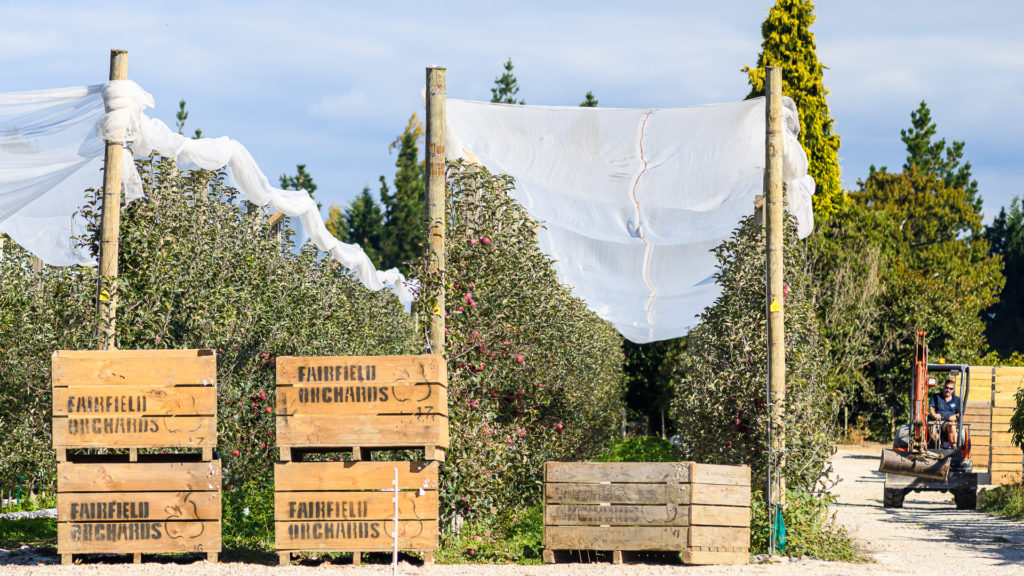 Fairfield Orchards - Orchard work - Apple picking - Riwaka - Motueka - Tasman