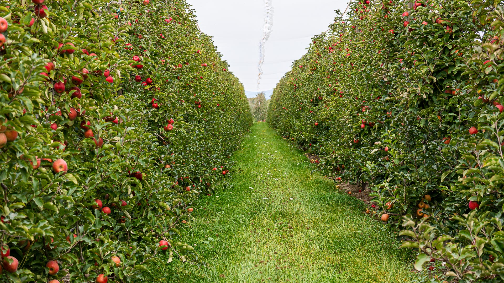 Orchard Work | Seasonal Fruit Picking & Packing | Motueka Jobs