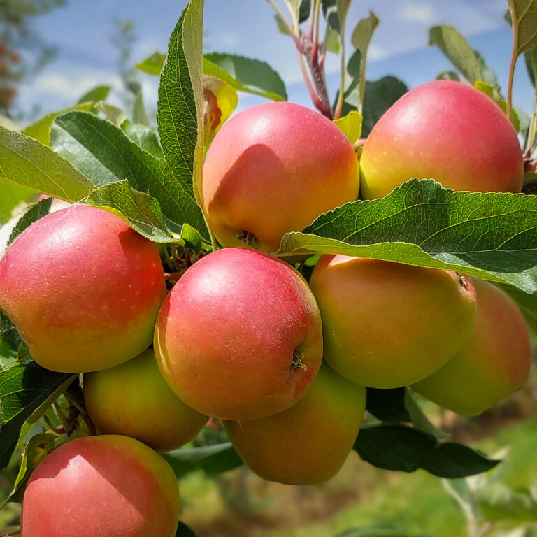 Premier Star apples almost ready for picking