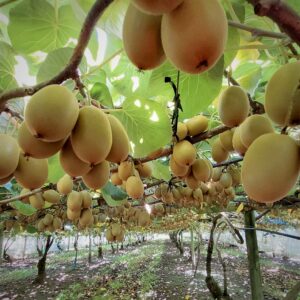 Image of Gold Kiwifruit on the vine