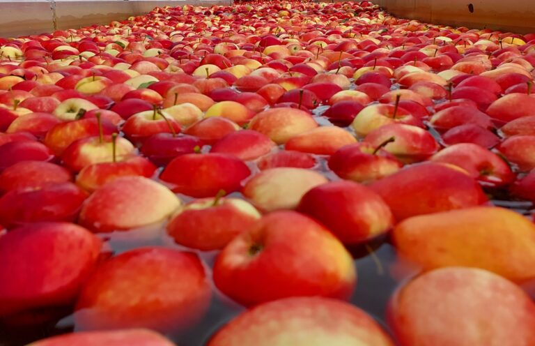 Apples floating toward the new packhouse. Apple packing and processing. Riwaka - Tasman