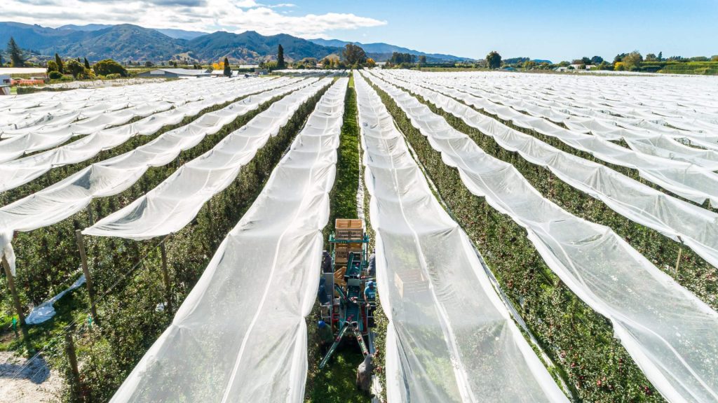 Orchard work - Operations manager at Fairfield Orchards