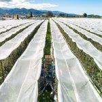 Orchard work - Operations manager at Fairfield Orchards