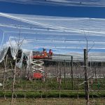 Hail Net Goes Up in Little Sydney Valley: Fairfield Orchards Reaches 90% Crop Protection