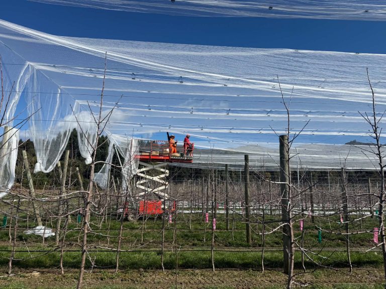 Hail Net Goes Up in Little Sydney Valley: Fairfield Orchards Reaches 90% Crop Protection